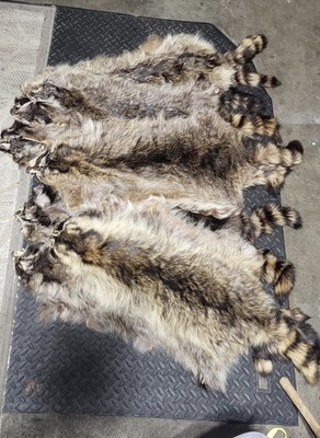 Tanned Raccoon Pelt. Fur Crafts. Home/Cabin Decor. Soft Tanned.