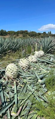 Agave Espadín mezcal , Oaxaca Mexico, 100 seeds p/packet | eBay