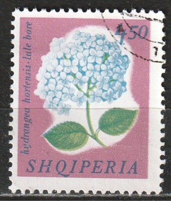Albanien 1965: Französische Hortensie (Hydrangea macrophylla) - Blumen | Pflanzen (Flora)