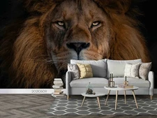 3D Closeup Lion  Wallpaper Wall Mural Removable Self-adhesive Sticker3527