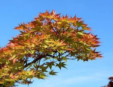 1-1000 PCS Japanese Maple Tree Seeds Acer Palmatum Shigitatsu Sawa Autumn 0169