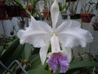 C. lueddemanniana 3 Pack (Pack #1) Species Cattleya Orchid Plant — photo 3