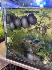5 Male Mystery Snails Brown
