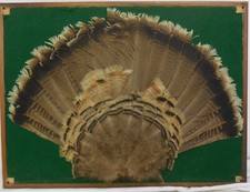 Old Wild Turkey Feather Tail Fan Mounted