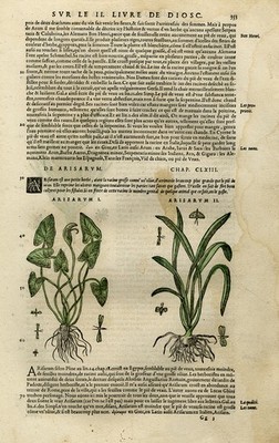 Antiker Druck - Botanik - Larus - Asphodelus - Mattioli - S. 353 - Anonym - 1572