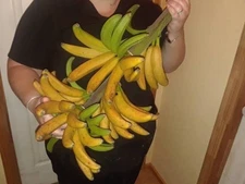 MONKEY FINGER banana Beyond Rare! READ description, Largest collection for sale!