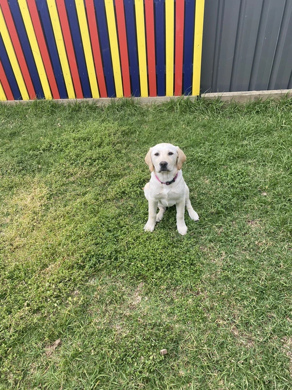 gumtree labradors for sale