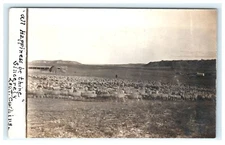 1909-1914 Sheep at Edge of Water Sent to Melrose MA, Massachusetts RPPC