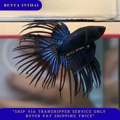 Blue Black  Crowntail Betta Male 3 Month Beautiful Fish from Thailand *073