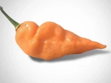 Habanada Pepper-10 Seeds-2025 Fall Harvest Ready For 2026-Free Shipping