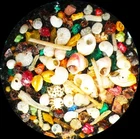 Antique Microscope  Slide.  Foraminifera Sand from Smyrna Turkey