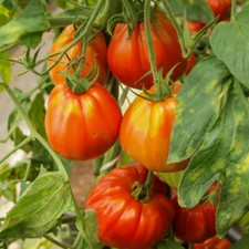 50 graines de Tomate BIO Cotelé Marmande semence paysanne Agriculture Biologique