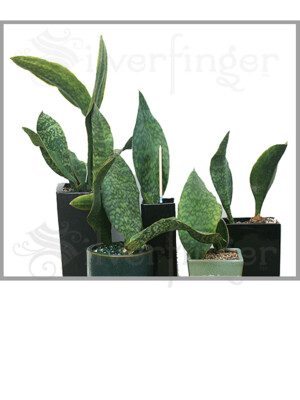 Sansevieria Masoniana  Masons Congo Paddle : Leaf+Roots Robust Healthy  Plant | eBay