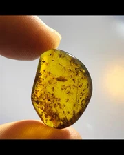 Fossil amber Burmese Cretaceous burmite insect Wormhole amber Fossil Myanmar