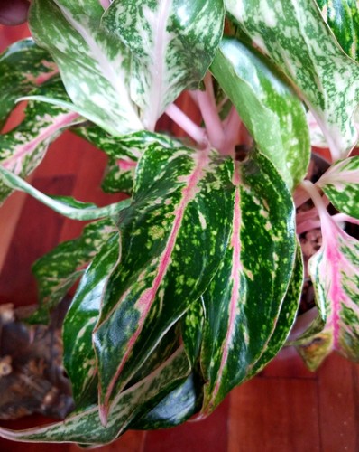 RARE XL Aglaonema Lao Nam Thong 19" Tall Multi Plants No Anthurium Philodendron - Picture 2 of 20