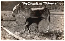 Vintage Postcard 1940's Hot Meals At All Hours Mother Goat And Baby RPPC