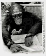1969 Press Photo Chimp Pancho at Oakland, California Baby Zoo - kfx14653