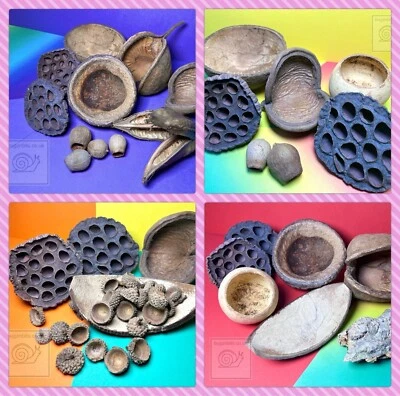 BUGZNBITS Natural Vivarium Decor Pack, Great For Snails, Millipedes & Woodlice, bio-active