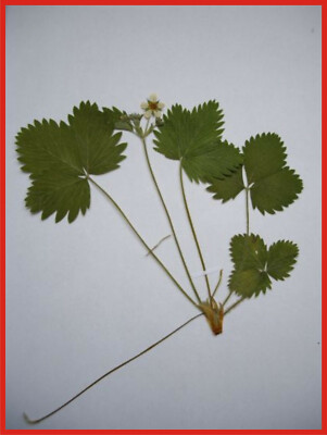 Herbarium 1 Pflanze aus über 300 Arten selbst wählen auch Gräser Farne Moose