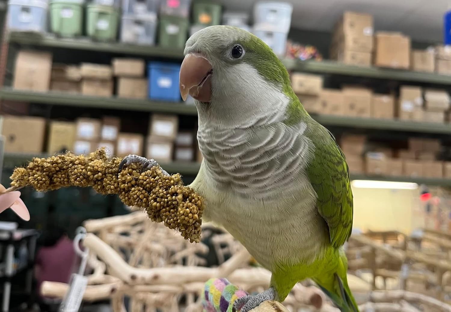 Natural Spray Millet BIRD Food 7oz