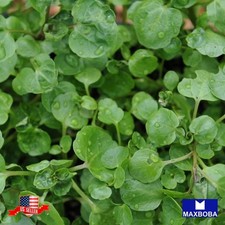 250 Watercress Cress Herb Seeds Non-GMO Heirloom Garden