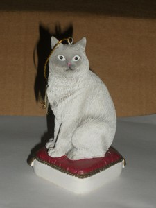 gray american shorthair cat