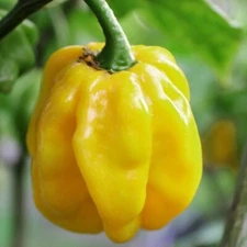 Jamaican Yellow Habanero Pepper Seeds 30+ Mushroom Chile HOT Pepper USA FREE S&H