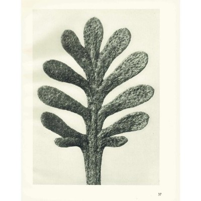 1929 SCHAFGARBENBLATT Druck - Karl Blossfeldt - Pflanze Blume Baum - 9,5 x 12 cm