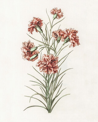 17th Century Carnation Illustration Reproduction Giclee Print on Fine Art Paper