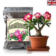 Well-Draining Organic Potting Soil 1L for Healthy Desert Rose & Succulent Plants
