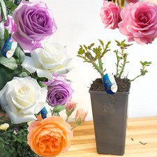 Fragrant Flower Rose Climbing Bush Mature Root Plant 2L Pot Garden Outdoor Shrub