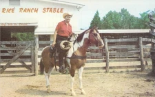 1974 TN Bill Rice & Tri Color Pinto Named MUSIC Cutting horse Postcard N78