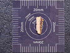 Hexanchus Agassizi Cow Shark Tooth From The Eocene London Clay UK Essex