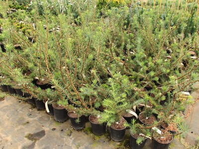 Larix decidua 'Krejci' - European Larch *Live Plant | eBay