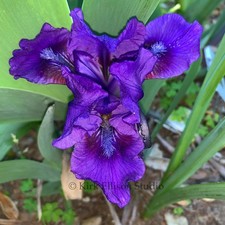 Standard Dwarf Bearded Iris Rhizome 