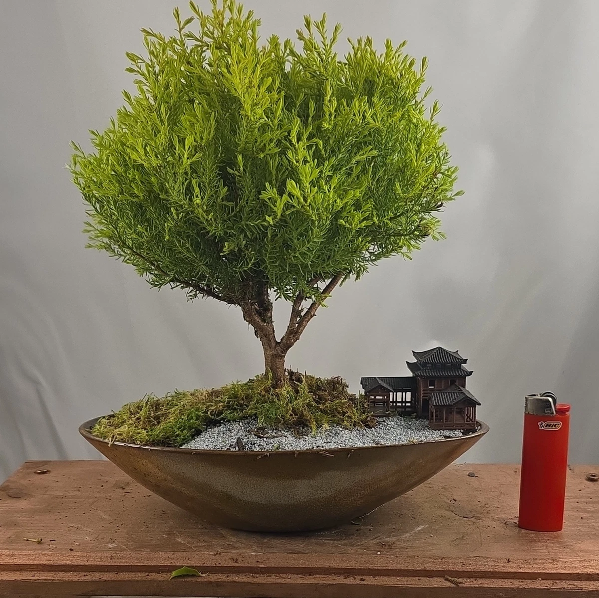 Finished Bonsai Bonsais for sale - eBay