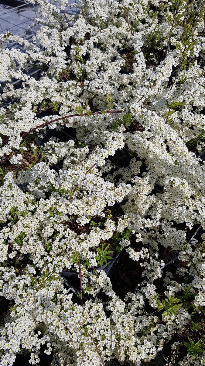 Spiraea x arguta arbuste à floraison précoce abondante pot de 7 litres
