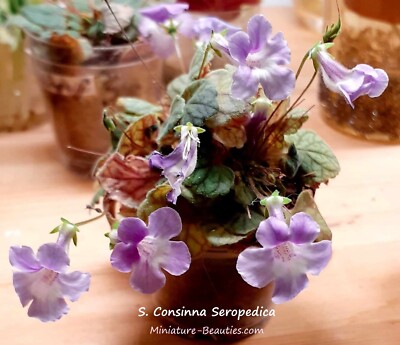 Micro Mini Sinningia Consinna Seropedica s.e.e.d rare tuberous