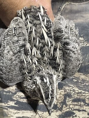 BUDDY'S HATCHERY Flab Fee Jumbo 10+ Fertile Hatching Eggs Quail