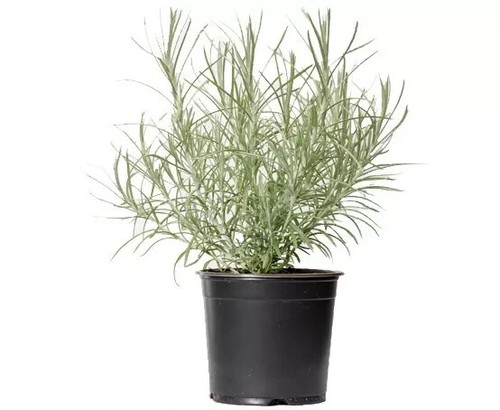 Herb plants, garden ready, 9cm pots lots of choice - Picture 266 of 298