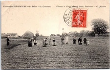 45 PITHIVIERS - saffron harvest, picking