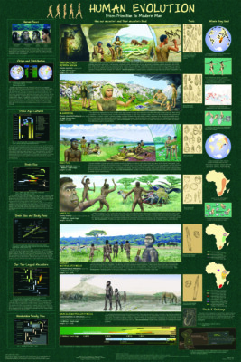 Microevolution Human Chart Evolution Of Humans Chart