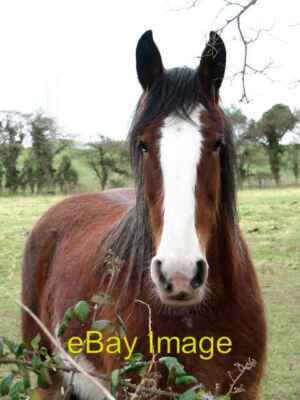 Foto 6x4 Ein sanfter Riese Edingthorpe Auenland Pferd trifft Fotograf um 2008