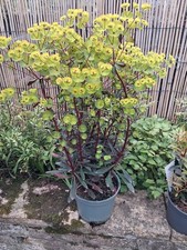 Lg Evergreen EUPHORBIA MINER'S MERLOT Low Growing Hardy Shrub 3L