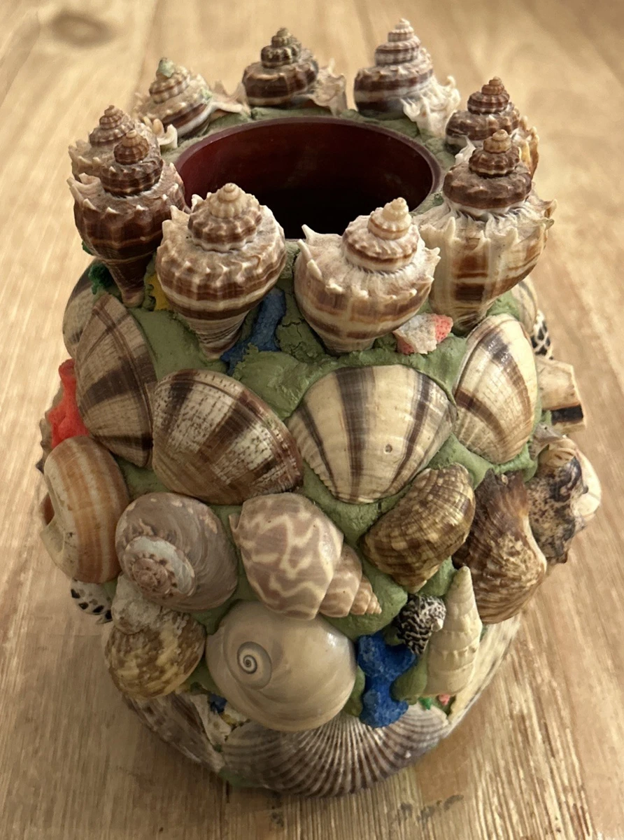 收藏贝壳装饰| eBay