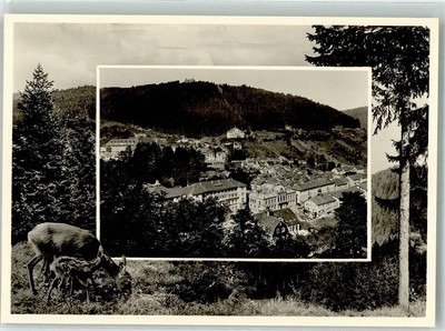 39794553 - 7547 Bad Wildbad Reh mit Kitz