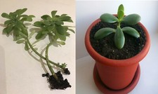 2 Piante Grasse: 1 Crassula Ovata e 2 Sedum Palmeri POSTA1