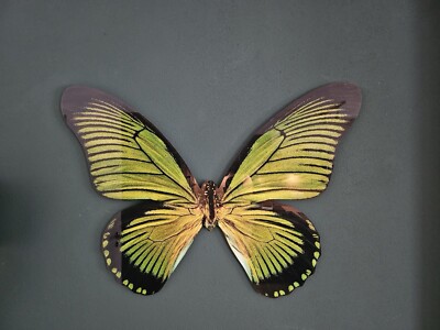 Butterfly XIII Heiko Hellwig Wand Cut-Out