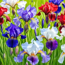 10/30/100pcs Mixed Color Iris Flower Seeds Potted Plant Home Garden Decor Flower