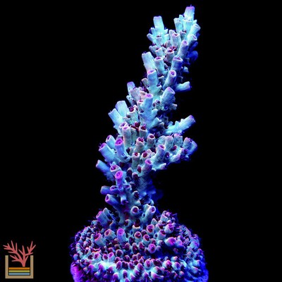 PC DemonSlayer Acropora Frag Zoanthids SPS LPS Corals, 1 Inch
